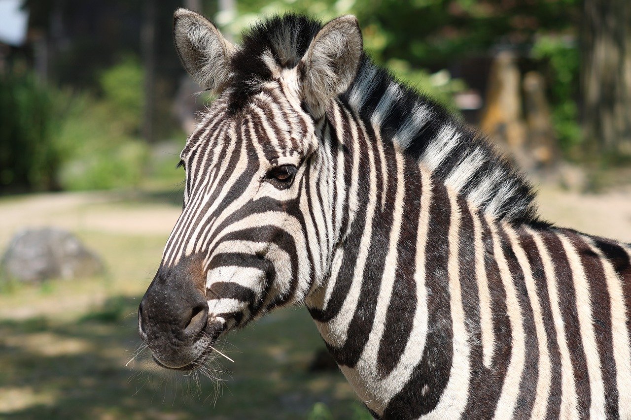 How to Conduct Research on Human-Animal Interactions
